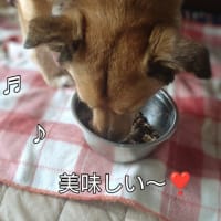 ライトの誕生日🎂