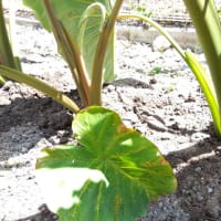 熱中症に負けずに頑張ってます(^^)