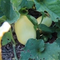 田舎へ　７月　③
