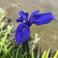 芒種のころ　2024.6.5　「13」