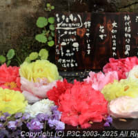 花の季節ですね