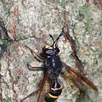 7月最初の教室　ヤマユリ咲く森