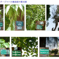 世界の植物園＿５（北インド）　－2014.3.3～3.5－