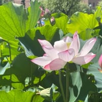 ハスの花の遊歩道