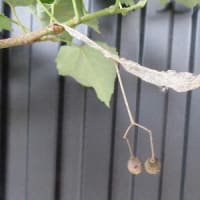 お花摘み