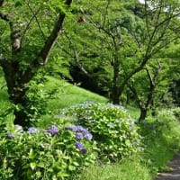 農業センターの次は　健康の森公園　2025/06/28（鹿児島）