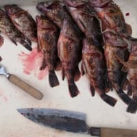 島の釣りやら桜やら