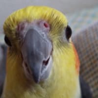 おばちゃんの王子様