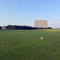 いつもの広い公園へ