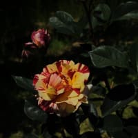 春花風景　湧永庭園　5月のバラ 　２