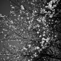 photo 4/10桜花