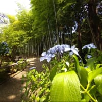 地面の下の虫のこどもたち