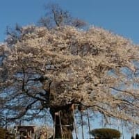  醍醐桜　（岡山県真庭市別所）　/　　コンデジ撮り