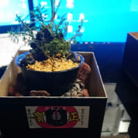 松びっくり冬の陣