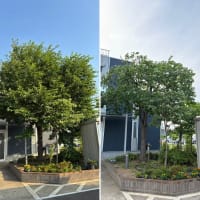 桜の木剪定・枝おろし作業で春をもっと美しく