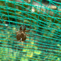 塩分チャージで熱中症対策