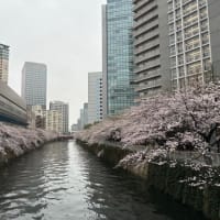 五反田の目黒川沿いの桜。