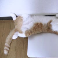 へそ天（*^_^*）