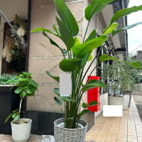 事務所開設お祝いに観葉植物！
