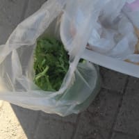 草の大群