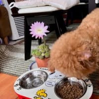 6月15日 花よりゴハン