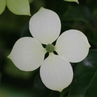 ユリが咲きました。