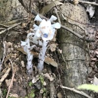 比熊山登山