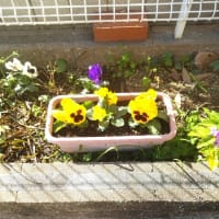 あまりの暖かさに