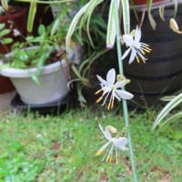 白鵬さん引退会見
