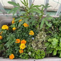 植物の逞しさ