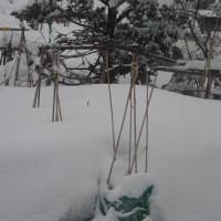 春の嵐