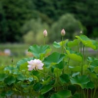 夏のなごみ景。