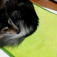 三河犬 ｗｅｎｄｙ ｐａｎｓｙ