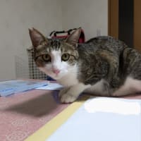 クリンへの想いは尽きなくて・・・293