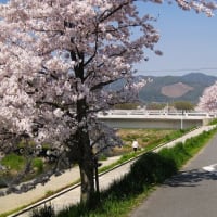 賀茂の桜