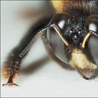 '24 昆虫の頭・顔  ～クマバチ～