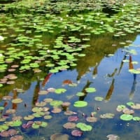 泳ぐ鯉のぼり～星ヶ丘公園「ヒメノボタンの里」