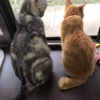 続☆最後から？番目の更新～いつかの７月のアトウラ～