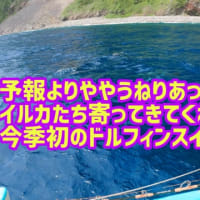 予報よりややうねりあったけどイルカたち寄ってきてくれた今季初ドルフィンスイム。