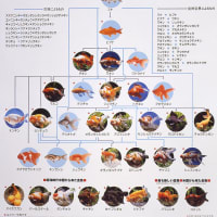 きんぎょ