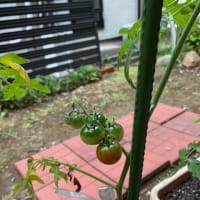 庭のプチトマトが色付いてきました