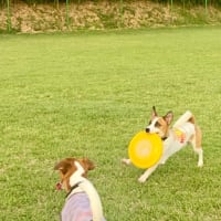 ASDCに向けて