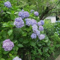 鎌倉散歩～旧華頂宮邸・浄妙寺