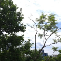 世界三大花木・・・ジャカランダ