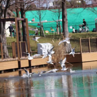 エェ〜ッ今度は鳥インフルエンザ