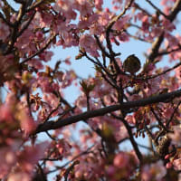 河津桜やっと～