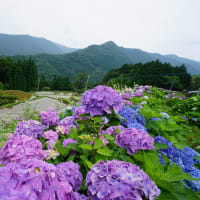 三郷町、「田園のアジサイ風景」 ～ 貴重なMemory画像です。
