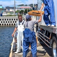 カサゴの放流 ＜北下浦＞