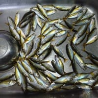 鯵釣り