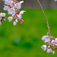 京都御苑の糸桜（2024年）